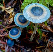 Attēlu rezultāti vaicājumam “Mycena amicta”