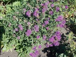 Attēlu rezultāti vaicājumam “Centaurea scabiosa leaf”