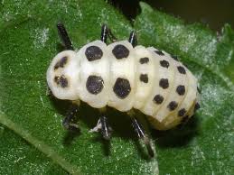 Attēlu rezultāti vaicājumam “Calvia decemguttata larva”