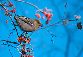 Attēlu rezultāti vaicājumam “Pinicola enucleator adult”