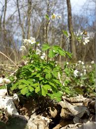 Attēlu rezultāti vaicājumam “Isopyrum thalictroides leaf”