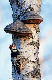 Attēlu rezultāti vaicājumam “Dendrocopos leucotos male”