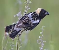 Image result for Dolichonyx oryzivorus