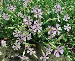 Image result for Silene schafta