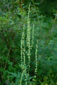 Attēlu rezultāti vaicājumam “Rumex acetosa leaf”