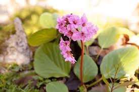 Attēlu rezultāti vaicājumam “Bergenia crassifolia flower”