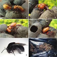 Attēlu rezultāti vaicājumam “Schizotus pectinicornis larva”