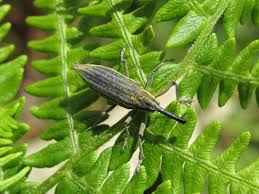 Attēlu rezultāti vaicājumam “Lixus iridis”