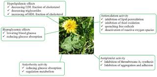 Attēlu rezultāti vaicājumam “Taraxacum officinale aggr.”