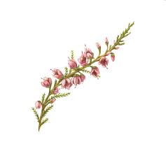 Attēlu rezultāti vaicājumam “Calluna vulgaris flower”