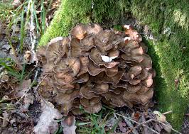 Attēlu rezultāti vaicājumam “Fuligo licentii young”