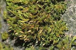 Attēlu rezultāti vaicājumam “Orthotrichum speciosum sporophyte”