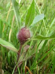 Attēlu rezultāti vaicājumam “Aulacidea hieracii”