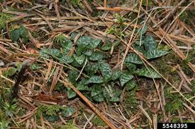 Attēlu rezultāti vaicājumam “Goodyera repens fruit”