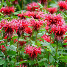 Image result for Monarda didyma