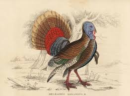 Attēlu rezultāti vaicājumam “Meleagris male”