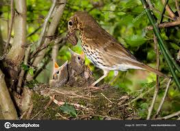 Attēlu rezultāti vaicājumam “Turdus philomelos nest”