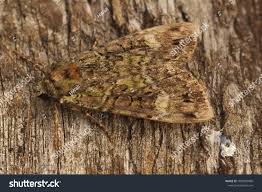 Attēlu rezultāti vaicājumam “Anaplectoides prasina”