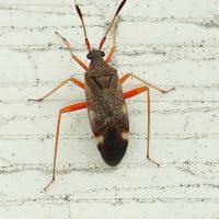 Attēlu rezultāti vaicājumam “Closterotomus biclavatus”