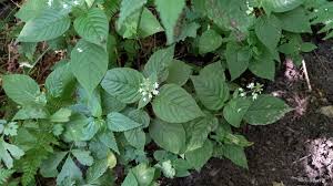 Attēlu rezultāti vaicājumam “Circaea lutetiana”