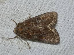 Attēlu rezultāti vaicājumam “Lacanobia oleracea”