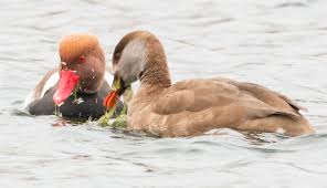 Image result for Netta rufina