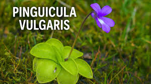 Attēlu rezultāti vaicājumam “Pinguicula vulgaris leaf”