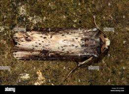 Attēlu rezultāti vaicājumam “Axylia putris”