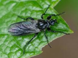 Attēlu rezultāti vaicājumam “Bibionidae female”