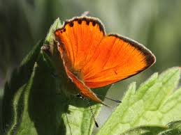 Attēlu rezultāti vaicājumam “Lycaena virgaureae underside”