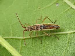 Attēlu rezultāti vaicājumam “Myrmus miriformis”