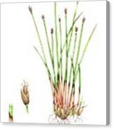 Attēlu rezultāti vaicājumam “Eleocharis quinqueflora flower”