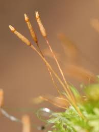 Attēlu rezultāti vaicājumam “Tetraphis pellucida sporophyte”