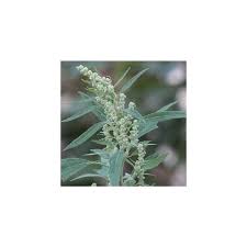Image result for Chenopodium album