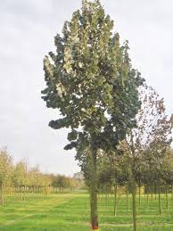 Attēlu rezultāti vaicājumam “Tilia tomentosa”