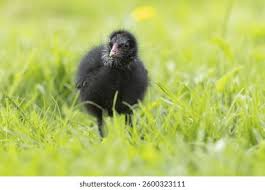 Attēlu rezultāti vaicājumam “Gallinula chloropus juvenile”