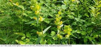 Attēlu rezultāti vaicājumam “Rhinanthus minor”