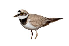 Attēlu rezultāti vaicājumam “Charadrius dubius”