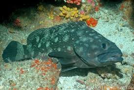 Image result for Hyporthodus quernus