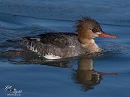 Attēlu rezultāti vaicājumam “Mergus merganser juvenile”