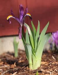 Attēlu rezultāti vaicājumam “Iris rosenbachiana flower”