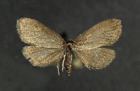 Attēlu rezultāti vaicājumam “Psyche casta”