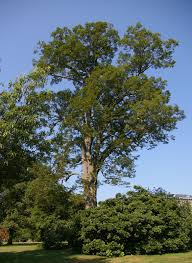 Attēlu rezultāti vaicājumam “Tilia americana”