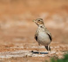 Image result for Melanocorypha bimaculata