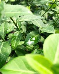 Attēlu rezultāti vaicājumam “Euonymus verrucosus leaf”