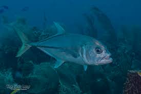 Image result for Caranx latus