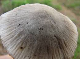 Attēlu rezultāti vaicājumam “Tricholoma sp.”