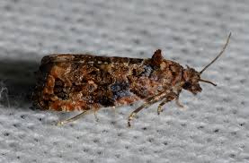 Attēlu rezultāti vaicājumam “Veronica scutellata bud”