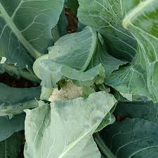 Attēlu rezultāti vaicājumam “Badhamia capsulifera var. arborea”