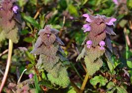 Attēlu rezultāti vaicājumam “Lamium purpureum flower”